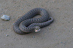 Adder