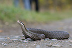 Adder