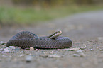 Adder