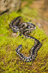 European adder