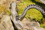 European adder