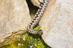 European adder