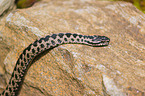 European adder