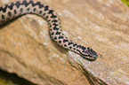 European adder