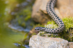 European adder