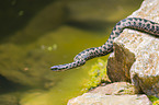 European adder