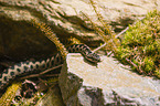 European adder