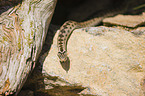 European adder