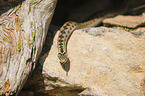 European adder