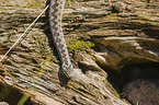 European adder