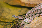 European adder