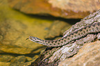 European adder