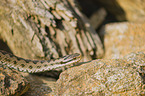 European adder