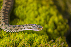 European adder