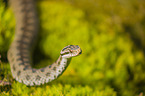 European adder