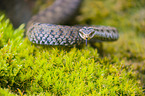 European adder