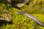 European adder