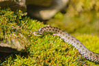 European adder