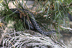 common adder