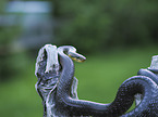 Aesculapian Snake