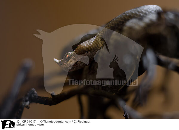 african horned viper / CF-01017