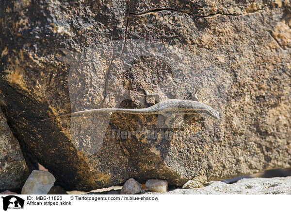 African striped skink / MBS-11823