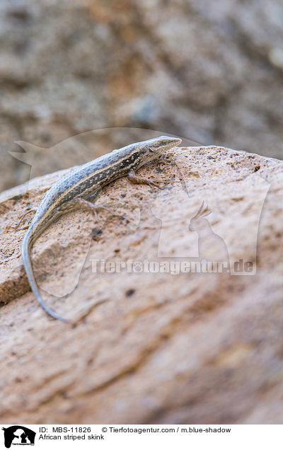African striped skink / MBS-11826