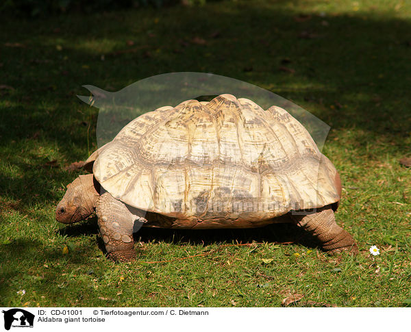 Aldabra / Aldabra giant tortoise / CD-01001