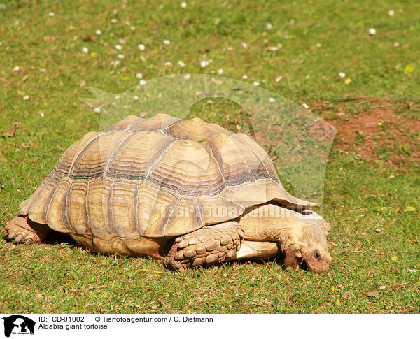 Aldabra / Aldabra giant tortoise / CD-01002
