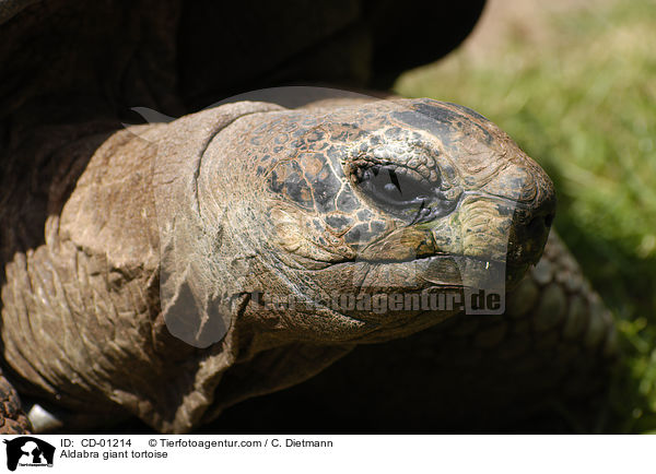 Aldabra Riesenschildkrte / Aldabra giant tortoise / CD-01214