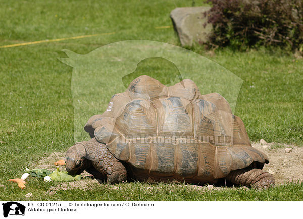 Aldabra giant tortoise / CD-01215