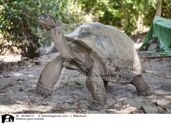 Aldabra giant tortoise / JR-06015