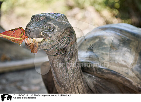 Aldabra-Riesenschildkrte / Aldabra giant tortoise / JR-06016