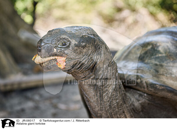 Aldabra-Riesenschildkrte / Aldabra giant tortoise / JR-06017