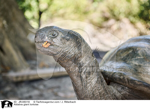Aldabra giant tortoise / JR-06018