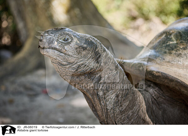 Aldabra giant tortoise / JR-06019