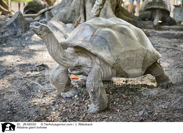 Aldabra giant tortoise / JR-06020