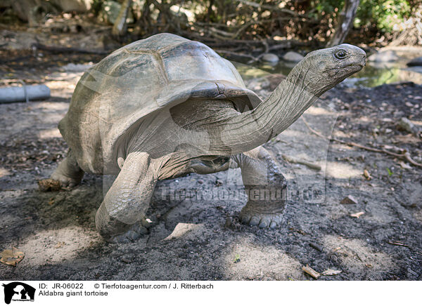 Aldabra-Riesenschildkrte / Aldabra giant tortoise / JR-06022