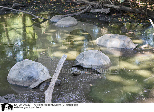 Aldabra-Riesenschildkrten / Aldabra giant tortoises / JR-06023