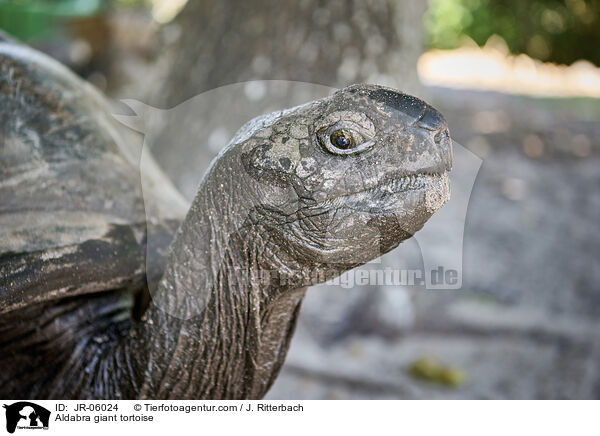 Aldabra-Riesenschildkrte / Aldabra giant tortoise / JR-06024