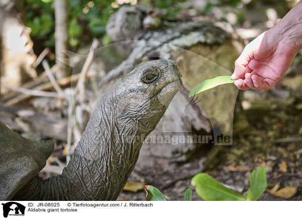 Aldabra giant tortoise / JR-06025
