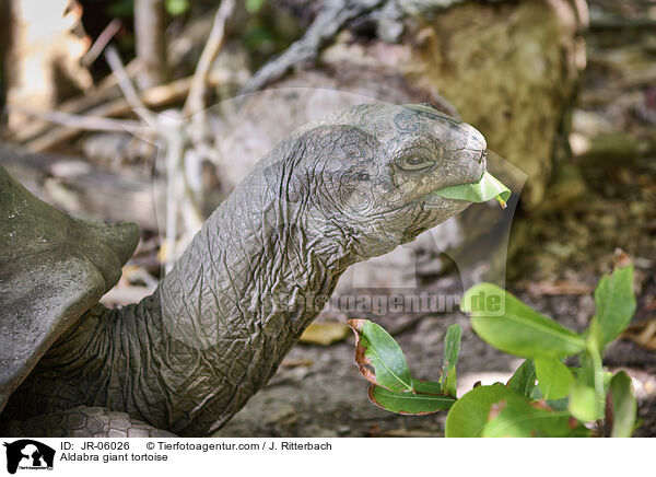 Aldabra-Riesenschildkrte / Aldabra giant tortoise / JR-06026