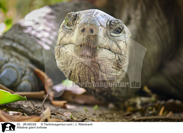 Aldabra-Riesenschildkrte / Aldabra giant tortoise / JR-06028
