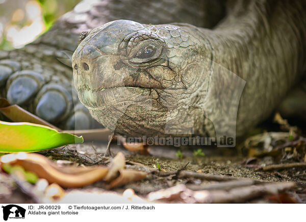Aldabra-Riesenschildkrte / Aldabra giant tortoise / JR-06029
