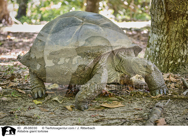 Aldabra giant tortoise / JR-06030