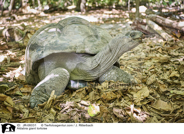 Aldabra-Riesenschildkrte / Aldabra giant tortoise / JR-06031