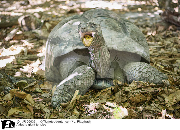 Aldabra giant tortoise / JR-06033