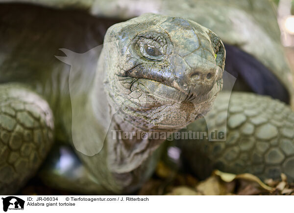 Aldabra giant tortoise / JR-06034