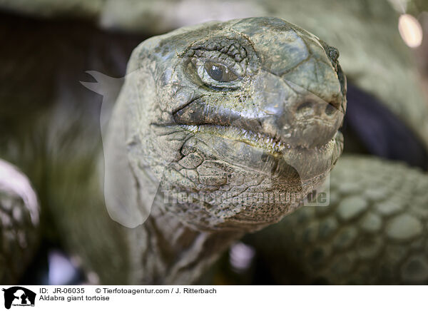 Aldabra giant tortoise / JR-06035