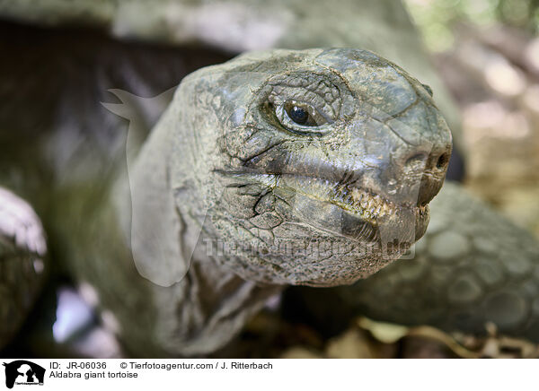 Aldabra giant tortoise / JR-06036